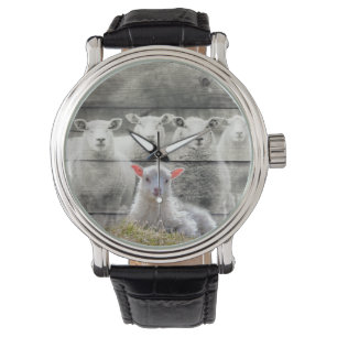 Sheep Flock Baby Lamb Watch