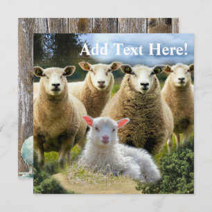 Sheep Flock Sheep Herd Baby Lamb Card