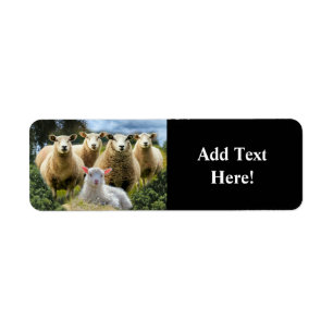 Sheep Flock Sheep Herd Baby Lamb Return Address Label