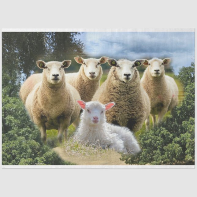 Sheep Flock Sheep Herd Baby Lamb Tissue Paper (Front)