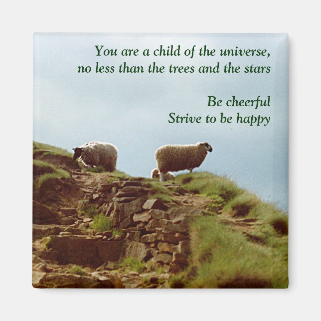 Sheep graze on a Mountain Desiderata Magnet (Front)