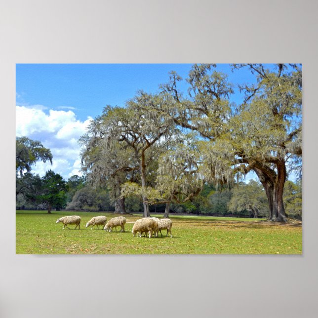 Sheep Grazing at Middleton Place, South Carolina Poster (Front)