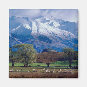 Sheep grazing below the snow-capped Harris Magnet