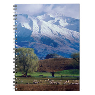 Sheep grazing below the snow-capped Harris Notebook