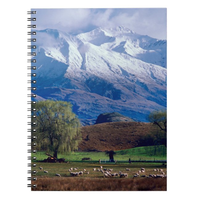Sheep grazing below the snow-capped Harris Notebook (Front)