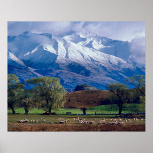 Sheep grazing below the snow-capped Harris Poster
