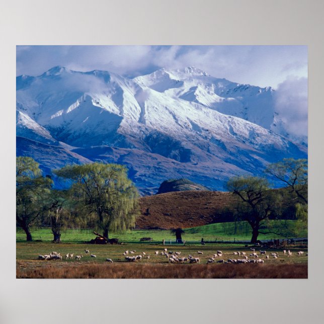 Sheep grazing below the snow-capped Harris Poster (Front)