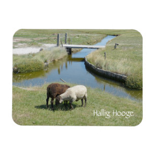 Sheep Grazing, Hallig Hooge, Germany Magnet
