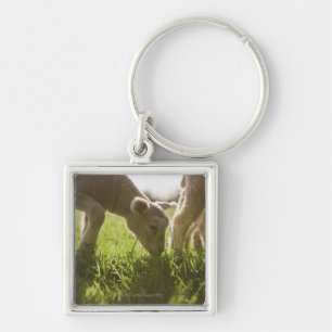Sheep Grazing in Grass Key Ring