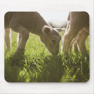 Sheep Grazing in Grass Mouse Pad