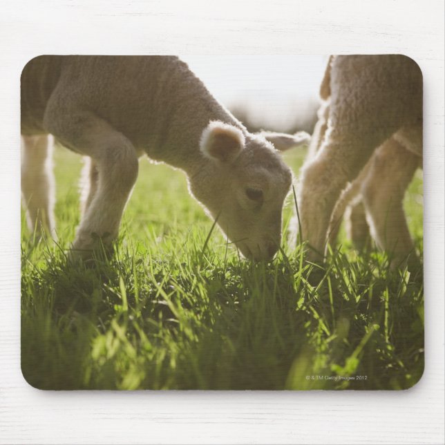 Sheep Grazing in Grass Mouse Pad (Front)