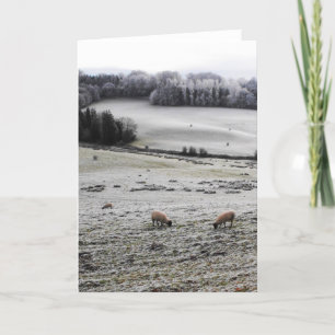 Sheep grazing on a frosty morning holiday card