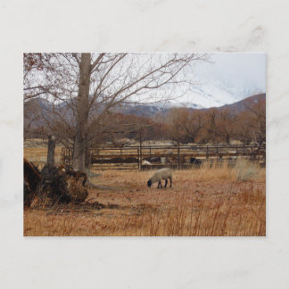 Sheep Grazing on Farm Postcard