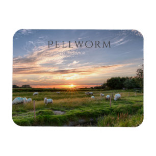 Sheep Grazing, Sunset, Pellworm Island, Germany Magnet