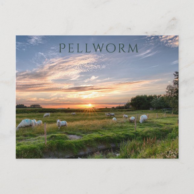 Sheep Grazing, Sunset, Pellworm Island, Germany Postcard (Front)