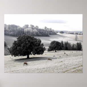 Sheep in a frosty field poster