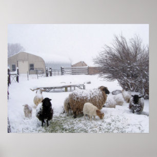 Sheep In April Snow Poster