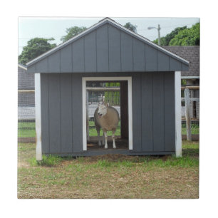 Sheep In BarnHouse Tile