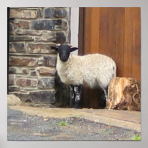 Sheep in doorway poster
