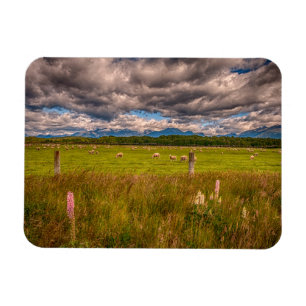 Sheep in Fiordland, Te Anau, New Zealand Magnet
