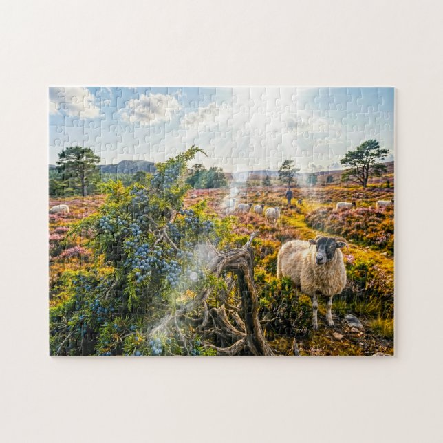 Sheep in heath with juniper tree jigsaw puzzle (Horizontal)