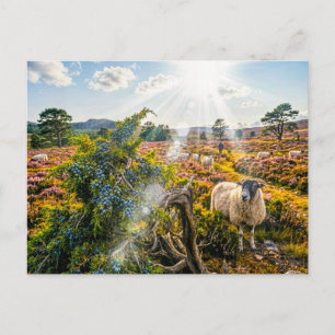 Sheep in heath with juniper tree postcard