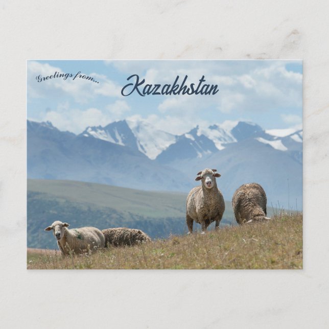 Sheep in Kazakhstan Postcard (Front)