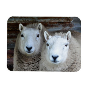 Sheep in Pairs! Magnet