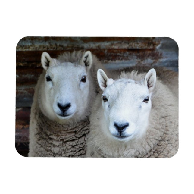Sheep in Pairs! Magnet (Horizontal)