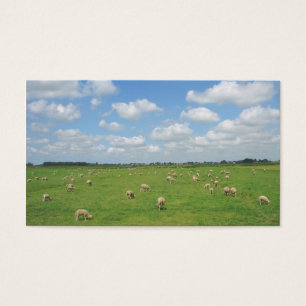 Sheep in Pasture Small Photo Card
