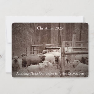 Sheep in Peaceful Waiting for Christmas 2023 Holiday Card