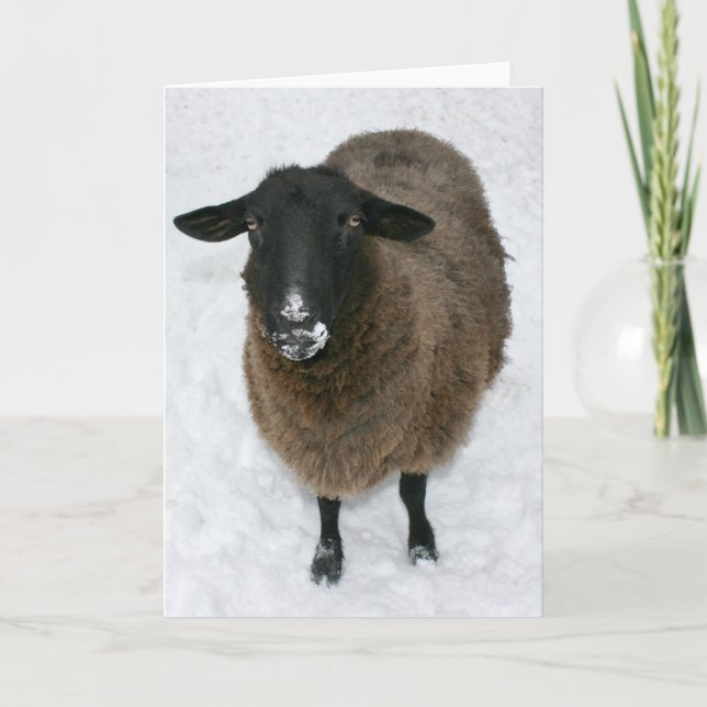 Sheep in snow holiday card (Front)