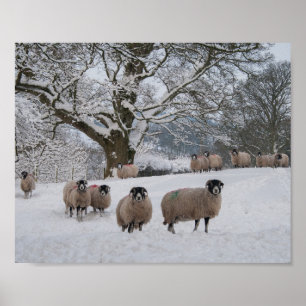 Sheep in Snow Poster
