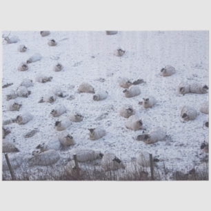 Sheep in snow tissue paper