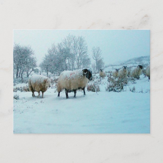 Sheep in Snow Winter Scene Acrylic Jigsaw Puzzle Postcard (Front)