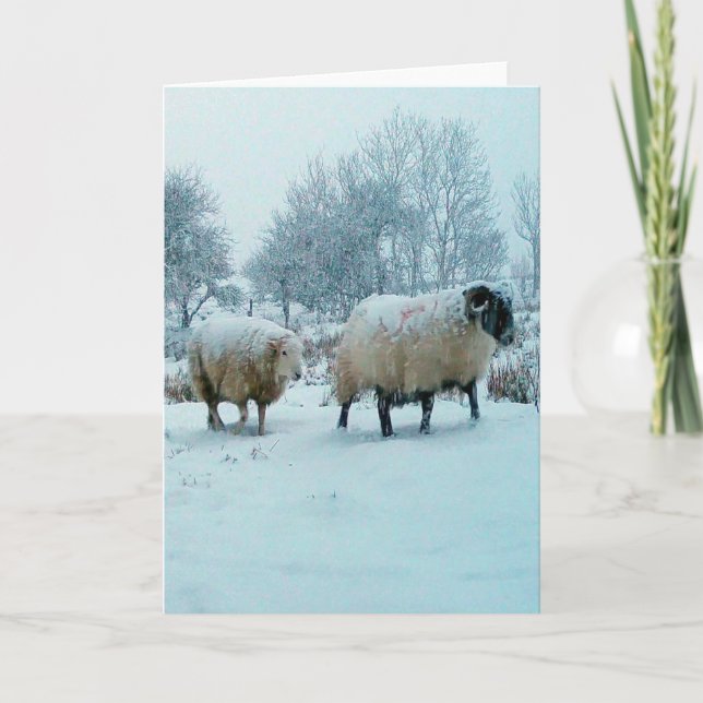 Sheep in Snow Winter Scene Greeting Card (Front)