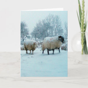 Sheep in Snow Winter Scene Greeting Card