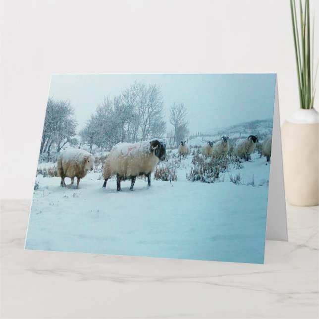 Sheep in Snow Winter Scene Greeting Card (Front)