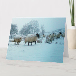 Sheep in Snow Winter Scene Greeting Card