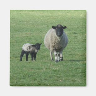 Sheep in the field magnet