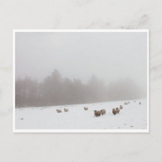 Sheep in the Mist Postcard