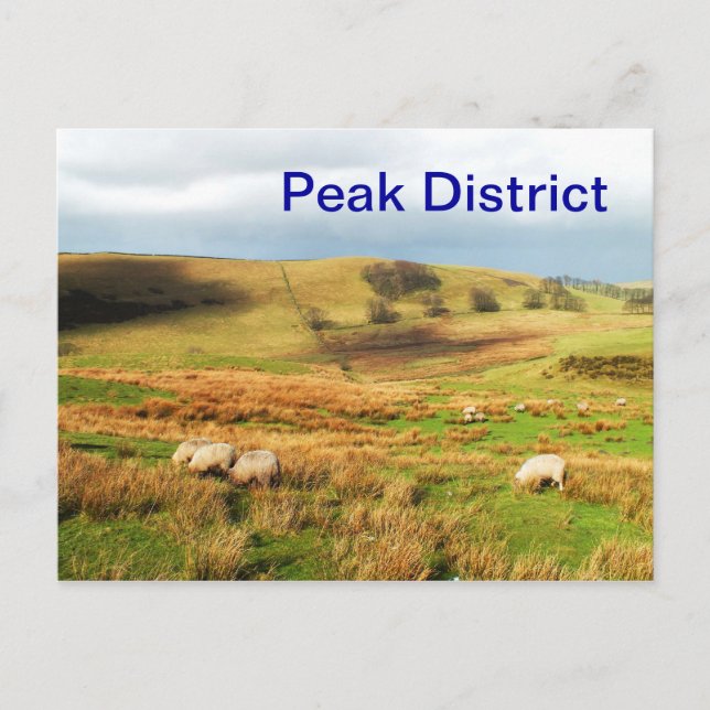 Sheep in the Peak District Postcard (Front)
