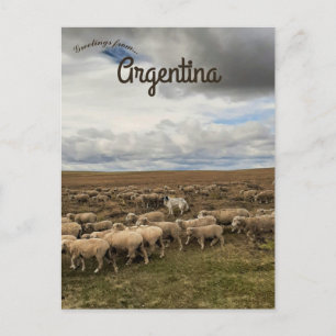 Sheep in  Tierra del Fuego Argentina Postcard