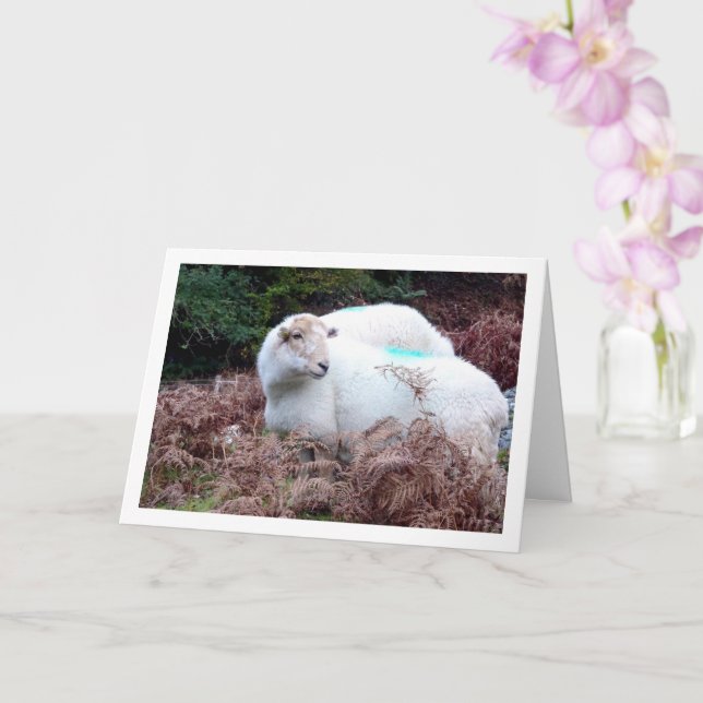 Sheep in Valley of Cwm Llan Card (Orchid)