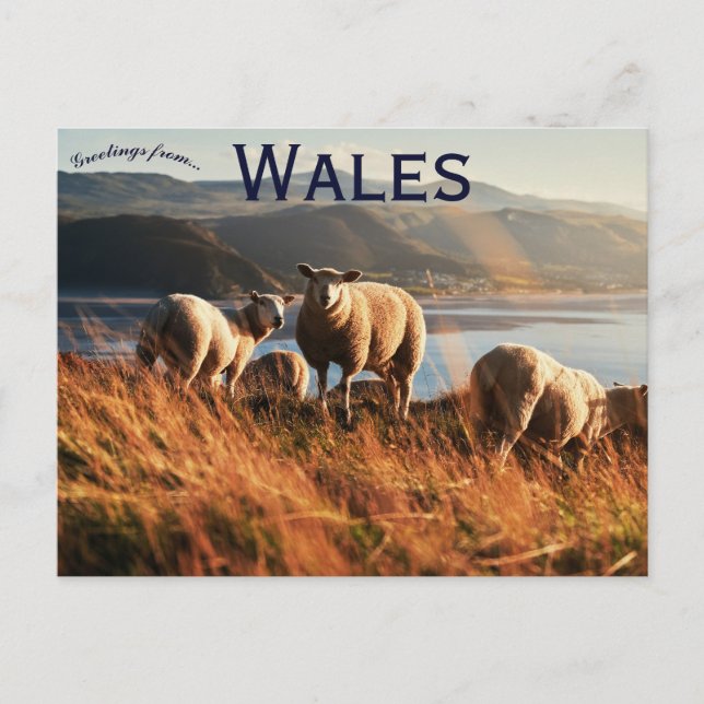 Sheep in Wales Postcard (Front)