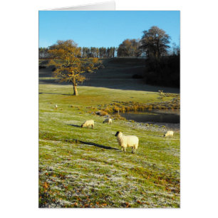 Sheep in winter card