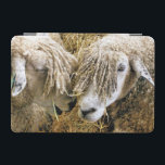SHEEP iPad MINI COVER<br><div class="desc">Two beautiful Cotswold sheep captured photographically in a funny and humourous moment talking to each other. Cotswold sheep originate from the Cotswolds in England and are bred for their wool and meat. They have long fleeces with an almost golden tint to it.</div>