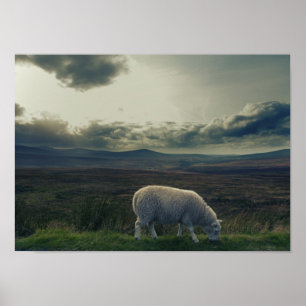 Sheep / Ireland Landscape Poster