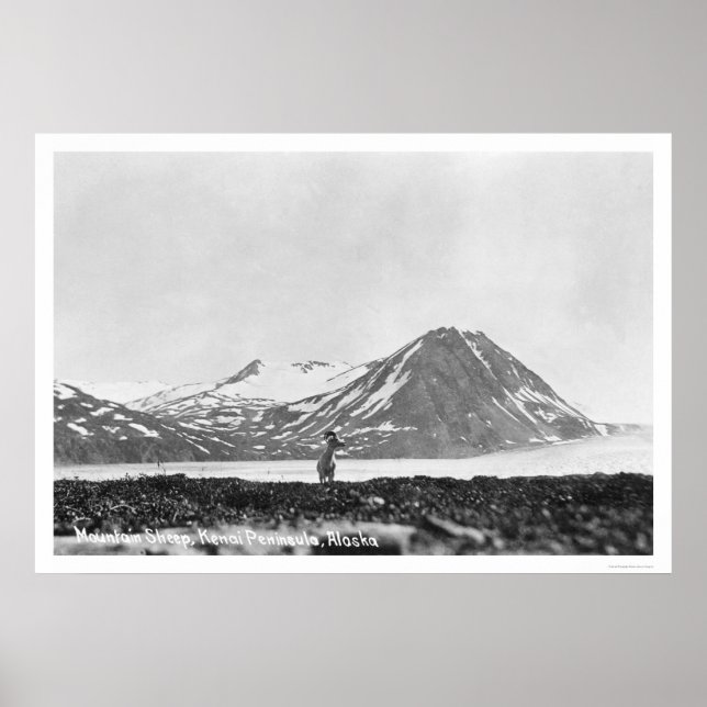 Sheep Kenai Peninsula Alaska 1912 Poster (Front)
