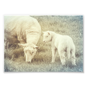 Sheep Lamb Baby Animals Nursery Fine Art Photo Print